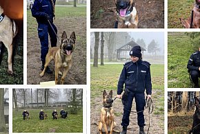 Nowy funkcjonariusz na czterech łapach trafi do Szczecinka-51796