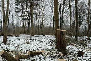 Piły porzucone, drzewa zniknęły. Miasto szuka sprawców nielegalnej wycinki-52108