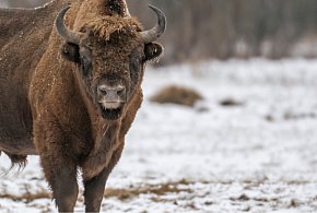 Żubr ściągnięty z lodu na jeziorze w okolicy Wałcza