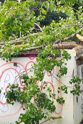 Drzewo runęło na garaże przy ul. Koszalińskiej-9203