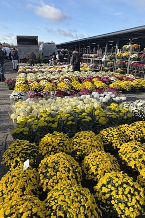 Handel kwiatami i stroikami-9299