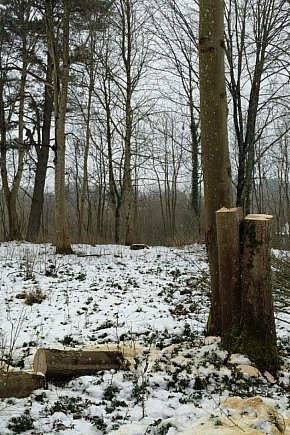 Nielegalna wycinka drzew w Trzesiece.-9444