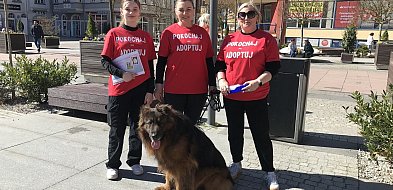 Psy szukają domów – spotkaj je w piątek w centrum-50145