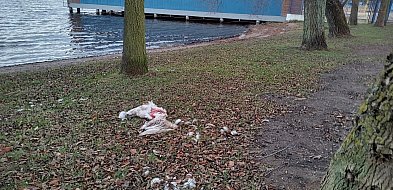 Rozszarpany łabędź nad jeziorem. Co wydarzyło się w parku?-51706