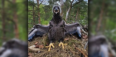 Pierwsze w historii! Młode bieliki zaobrączkowane w Nadleśnictwie Szczecinek