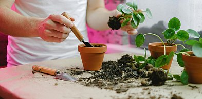 Aquatos 5L – skuteczna kontrola chwastów w warzywach, roślinach ozdobnych i szkółk