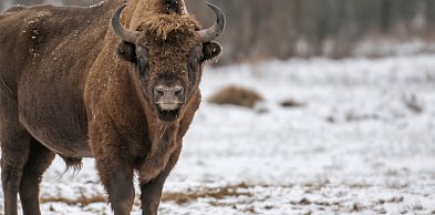Żubr ściągnięty z lodu na jeziorze w okolicy Wałcza