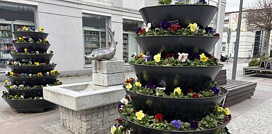 Coraz więcej kolorów w mieście. PGK ruszyło z nasadzeniami