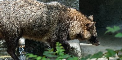 Jenot na podwórku. Interweniowali strażnicy