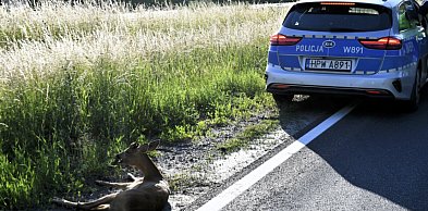 Leżał ranny przy ruchliwej drodze. Jeden telefon uratował koziołka