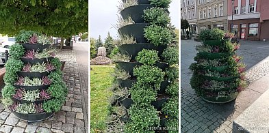 Jesienne barwy w Szczecinku. Miasto rozkwitło chryzantemami i wrzosami.-49902