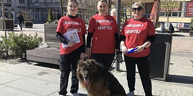 Psy szukają domów – spotkaj je w piątek w centrum-50145