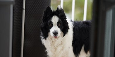 Darmowy program kastracji i czipowania zwierząt w Szczecinku-50874