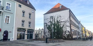 Zniknęła 30-letnia wierzba z Placu Wolności. Co się stało?-50961