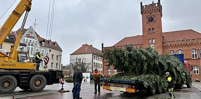Wielka choinka już na placu Wolności. Święta coraz bliżej-51114