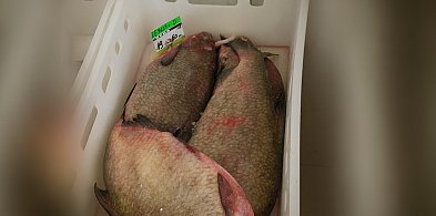 Kontrole sprzedaży ryb w Szczecinku. Nie ma nieprawidłowości-51201