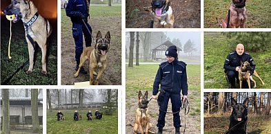 Nowy funkcjonariusz na czterech łapach trafi do Szczecinka-51796