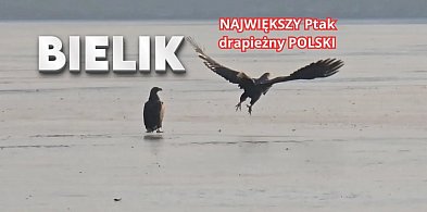 Para bielików pojawiła się na Trzesiecku. Rzadki widok [WIDEO]