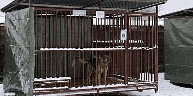 Inspekcja weszła do schroniska w Szczecinku. Co wykazała kontrola