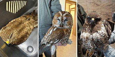 Znalezione przy drodze i skrajnie osłabione. Leśnicy uratowali ptaki