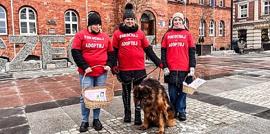 Walentynki z psami. Akcja „Pokochaj – adoptuj” w Szczecinku