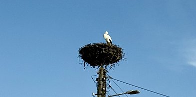 Pierwsze bociany już w regionie! Wiosna naprawdę wróciła