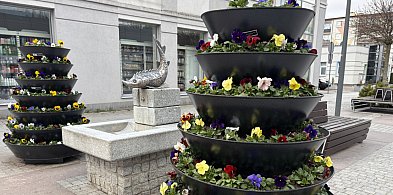 Coraz więcej kolorów w mieście. PGK ruszyło z nasadzeniami