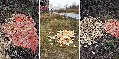 Czytelnik: Podrzucane bioodpady przyciągają dziki-51688