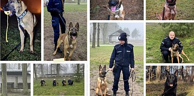 Nowy funkcjonariusz na czterech łapach-51796