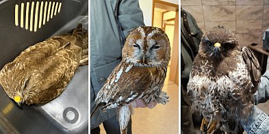 Znalezione przy drodze i skrajnie osłabione.