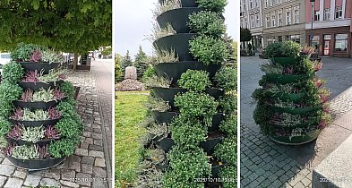Jesienne barwy w Szczecinku. Miasto rozkwitło chryzantemami i wrzosami.-49902