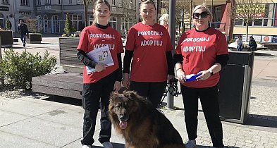 Psy szukają domów – spotkaj je w piątek w centrum-50145