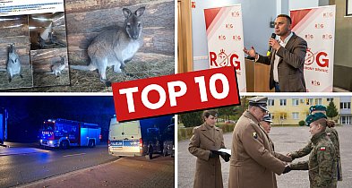 Kangur, Bąkiewicz, noc na basenie... Takie były ostatnie dni w mieście-50214