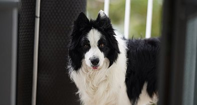 Darmowy program kastracji i czipowania zwierząt w Szczecinku-50874