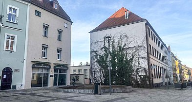 Zniknęła 30-letnia wierzba z Placu Wolności. Co się stało?-50961