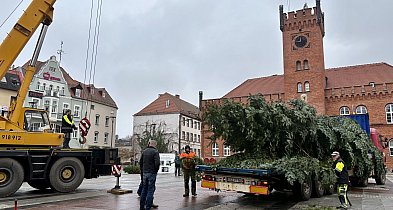 Wielka choinka już na placu Wolności. Święta coraz bliżej-51114