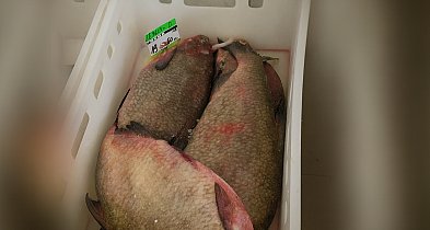 Kontrole sprzedaży ryb w Szczecinku. Nie ma nieprawidłowości-51201