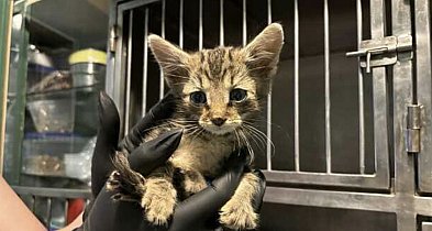 Skradziono puszkę z datkami Fundacji MOC dobra.-51339