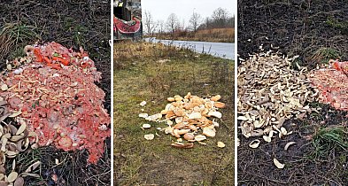 Czytelnik: Frytki, chleb i dziki. Tak zaczyna się ten problem-51688