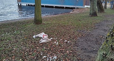 Rozszarpany łabędź nad jeziorem. Co wydarzyło się w parku?-51706