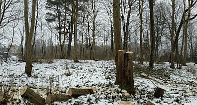 Piły porzucone, drzewa zniknęły. Miasto szuka sprawców nielegalnej wycinki-52108