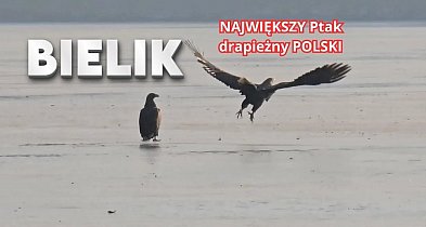 Para bielików pojawiła się na Trzesiecku. Rzadki widok [WIDEO]