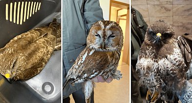 Znalezione przy drodze i skrajnie osłabione. Leśnicy uratowali ptaki