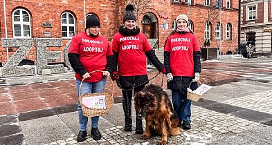 Walentynki z psami. Akcja „Pokochaj – adoptuj” w Szczecinku