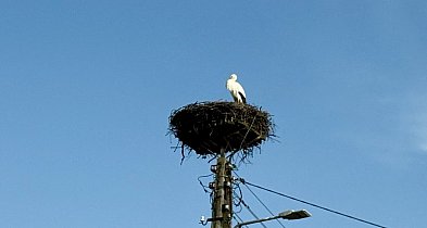 Pierwsze bociany już w regionie! Wiosna naprawdę wróciła