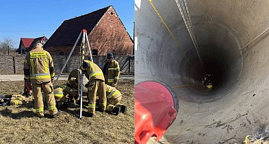 Nietypowa interwencja. Zwierzęta w pułapce pod ziemią
