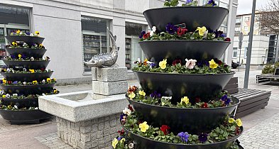 Coraz więcej kolorów w mieście. PGK ruszyło z nasadzeniami