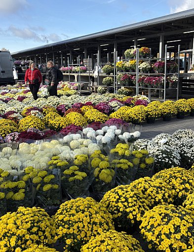 Ile kosztują znicze i kwiaty w Szczecinku? Sprawdziliśmy ceny!-50342