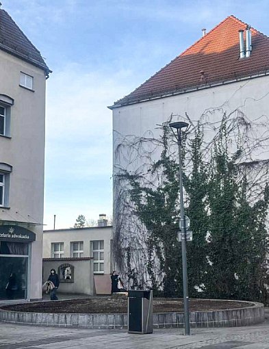 Zniknęła 30-letnia wierzba z Placu Wolności. Co się stało?-50961