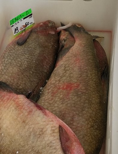 Kontrole sprzedaży ryb w Szczecinku. Nie ma nieprawidłowości-51201